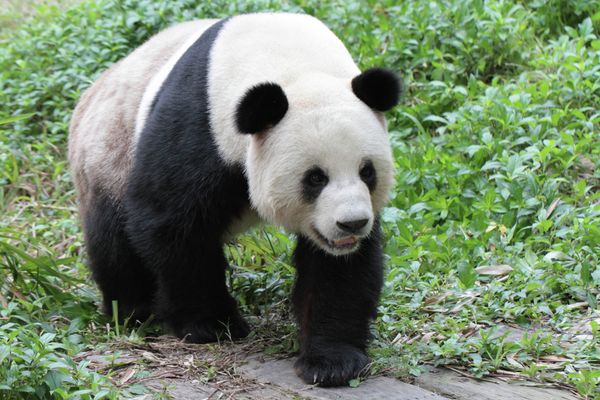 Giant Pandas at South China’s Chimelong Safari Park in Guangzhou - Sputnik International