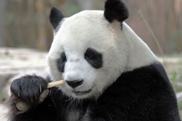 Giant Pandas at South China’s Chimelong Safari Park in Guangzhou - Sputnik International