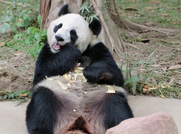 Giant Pandas at South China’s Chimelong Safari Park in Guangzhou - Sputnik International