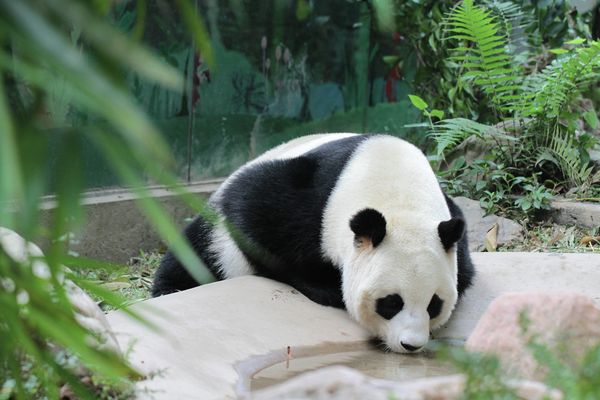 Giant Pandas at South China’s Chimelong Safari Park in Guangzhou - Sputnik International