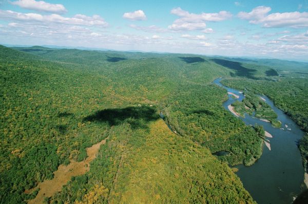Russia’s Primorye Runs Out of Commercial Forest – WWF Russia’s Primorye Runs Out of Commercial Forest – WWF - Sputnik International