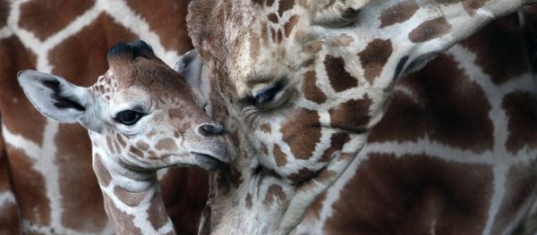 В Калининградском зоопарке родился жираф Reticulate Giraffe В Калининградском зоопарке родился жираф Reticulate Giraffe - Sputnik International