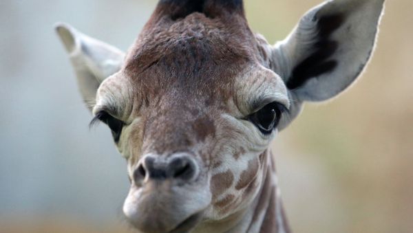 Reticulate Giraffe - Sputnik International