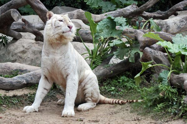 Rare white tigers and tiger cubs at the Chimelong Safari Park in southern China - Sputnik International