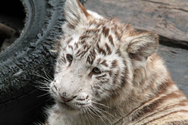 Rare white tigers and tiger cubs at the Chimelong Safari Park in southern China - Sputnik International