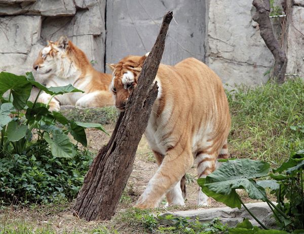 Rare white tigers and tiger cubs at the Chimelong Safari Park in southern China - Sputnik International