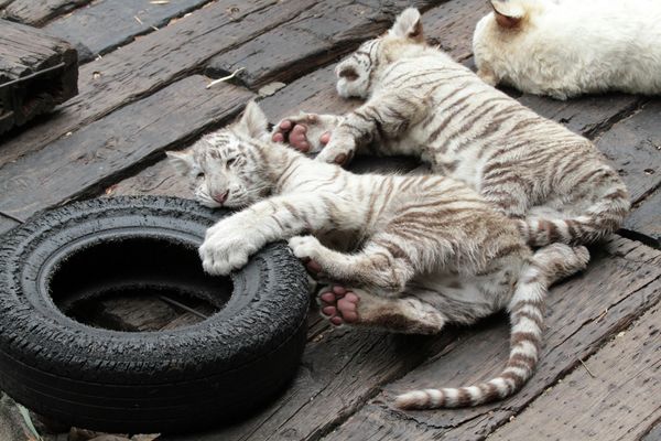 Rare white tigers and tiger cubs at the Chimelong Safari Park in southern China - Sputnik International