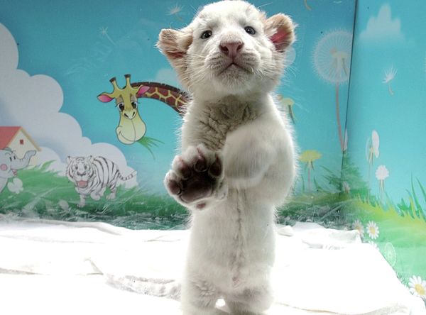 Rare white tigers and tiger cubs at the Chimelong Safari Park in southern China - Sputnik International
