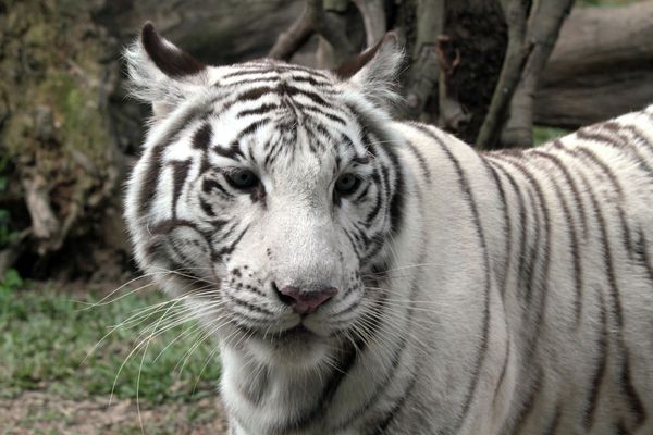 White tiger (archive) - Sputnik International