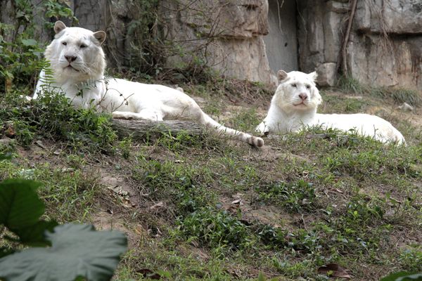 Rare white tigers and tiger cubs at the Chimelong Safari Park in southern China - Sputnik International