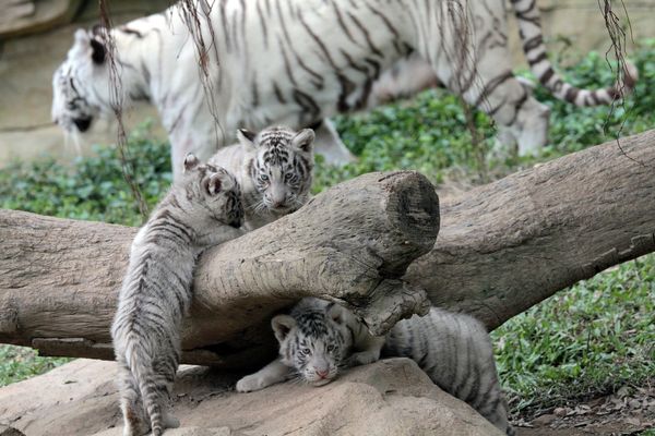 Rare white tigers and tiger cubs at the Chimelong Safari Park in southern China - Sputnik International