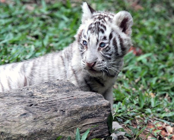 Rare white tigers and tiger cubs at the Chimelong Safari Park in southern China - Sputnik International