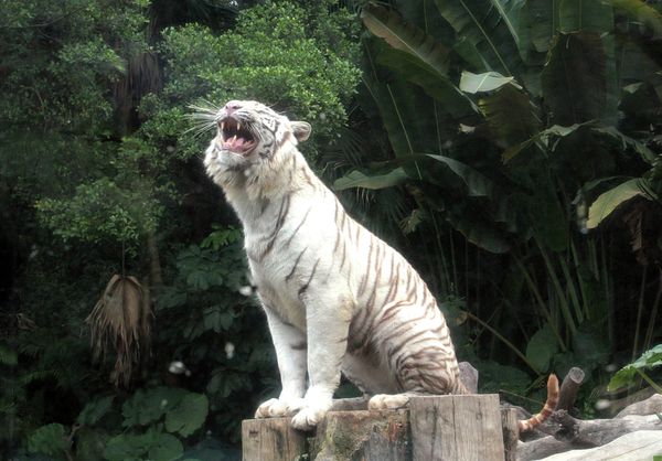 Rare white tigers and tiger cubs at the Chimelong Safari Park in southern China - Sputnik International