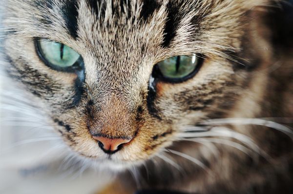 Loving the bewhiskered: Fun facts about cats - Sputnik International