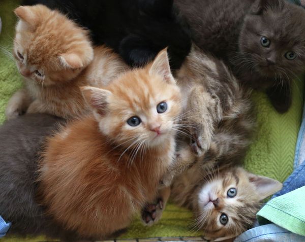 Loving the bewhiskered: Fun facts about cats - Sputnik International