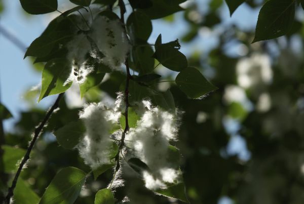 Poplar tree - Sputnik International