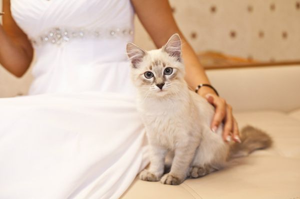 Loving the bewhiskered: Fun facts about cats - Sputnik International
