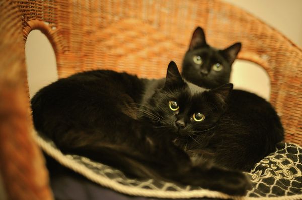 Loving the bewhiskered: Fun facts about cats - Sputnik International