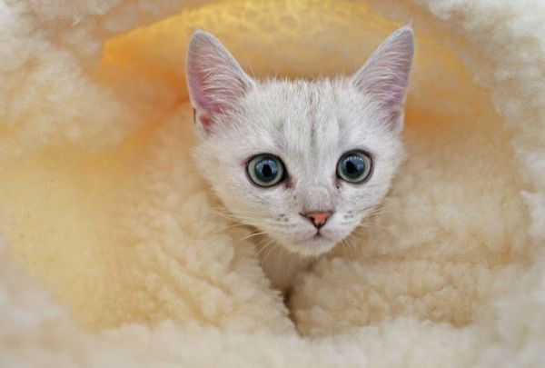 Loving the bewhiskered: Fun facts about cats - Sputnik International