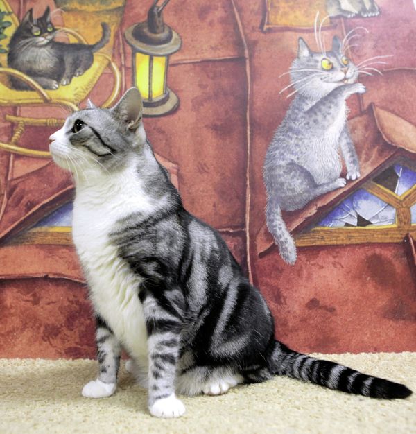 Loving the bewhiskered: Fun facts about cats - Sputnik International