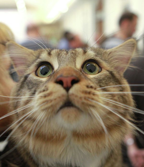 Loving the bewhiskered: Fun facts about cats - Sputnik International