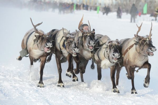 Olympic Flame to be Drawn By Deer in Deepest Siberia - Sputnik International