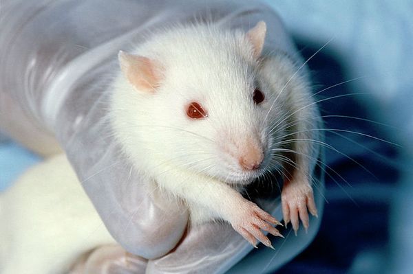 A Wistar laboratory rat - Sputnik International