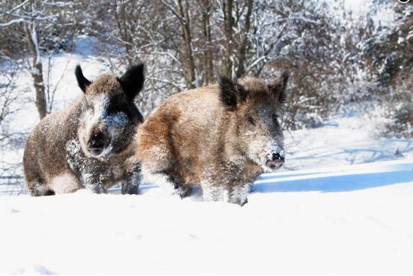 Wild Hoofed Animals in Far East Die Because of Snow - WWF - Sputnik International