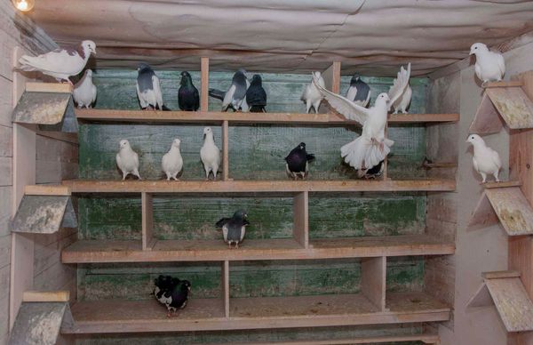 Pigeons - Sputnik International