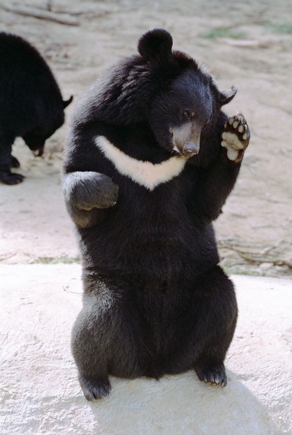 Himalayan black bear at the Moscow Zoo - Sputnik International