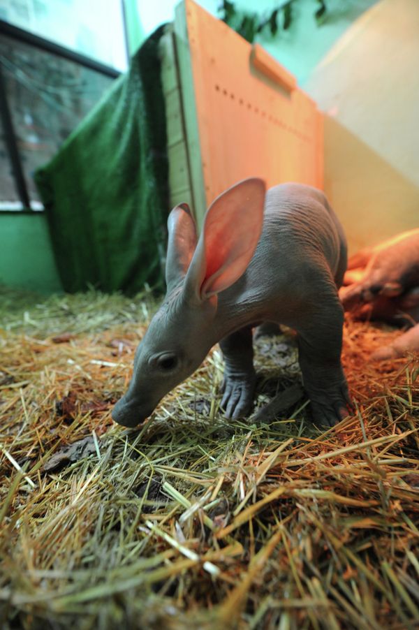 First Aardvark Born in Russian Zoo - Sputnik International
