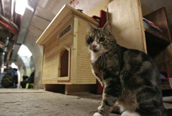 Hermitage Museum employs some 60 cats that guard its 3 million artworks from rats and mice - Sputnik International