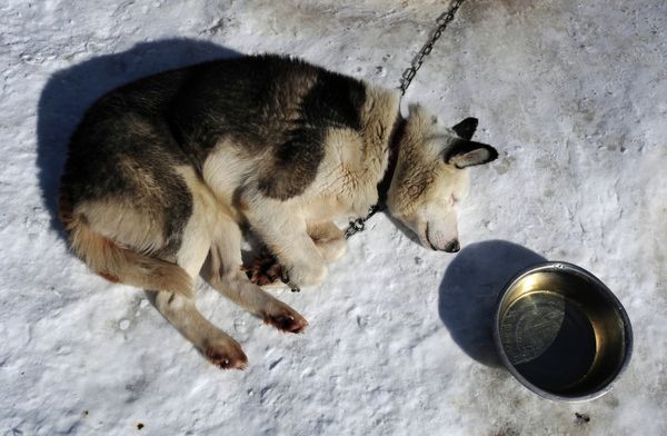 Thousands of Kilometers on Dog Sleds: Konyukhov’s New Expedition Thousands of Kilometers on Dog Sleds: Konyukhov’s New Expedition - Sputnik International