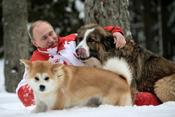 Vladimir Putin Romps in Snowdrifts With His Dogs in the Moscow Region Vladimir Putin Romps in Snowdrifts With His Dogs in the Moscow Region - Sputnik International