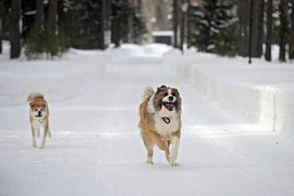 Vladimir Putin Romps in Snowdrifts With His Dogs in the Moscow Region Vladimir Putin Romps in Snowdrifts With His Dogs in the Moscow Region - Sputnik International