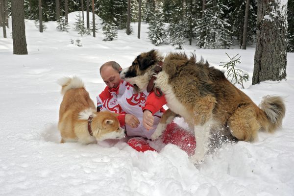Vladimir Putin Romps in Snowdrifts With His Dogs in the Moscow Region - Sputnik International