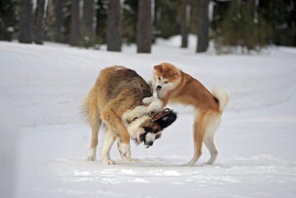 Vladimir Putin Romps in Snowdrifts With His Dogs in the Moscow Region Vladimir Putin Romps in Snowdrifts With His Dogs in the Moscow Region - Sputnik International