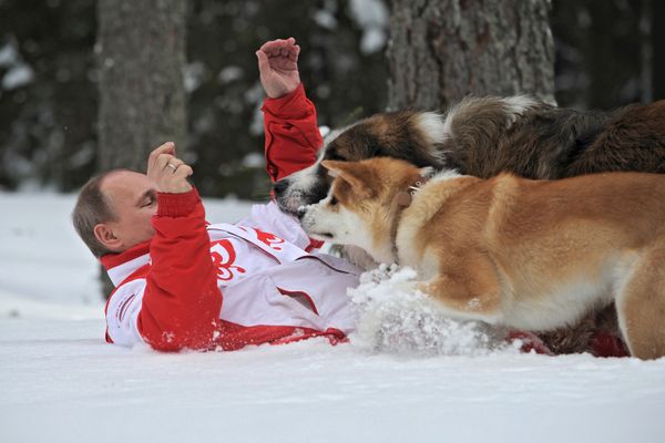 Vladimir Putin Romps in Snowdrifts With His Dogs in the Moscow Region Vladimir Putin Romps in Snowdrifts With His Dogs in the Moscow Region - Sputnik International