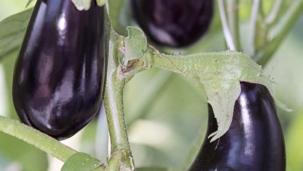 A draft directive, approved by the Council of European Union's Permanent Representative Committee on Wednesday, gives EU member states more freedom to ban or restrict the cultivation of genetically modified organisms (GMOs) on their territories. - Sputnik International