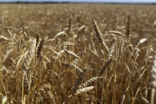 Rising temperatures in Uzbekistan may cause the nation’s agricultural output to fall by up to a third - Sputnik International