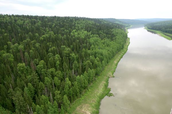 Siberian forest - Sputnik International