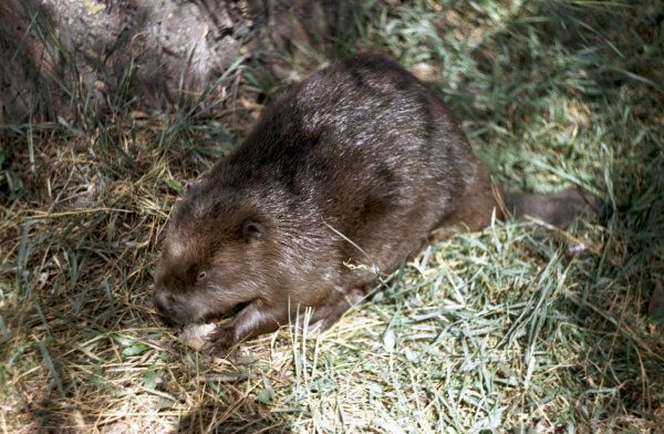 Beaver - Sputnik International