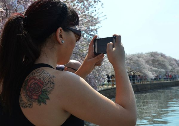 Washington Cherry Blossoms - Sputnik International