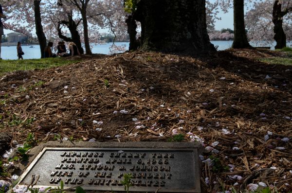 Washington Cherry Blossoms - Sputnik International