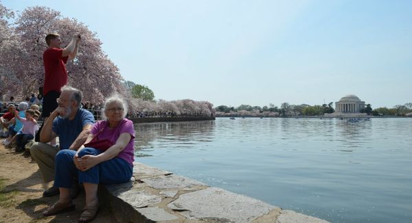 Washington Cherry Blossoms - Sputnik International