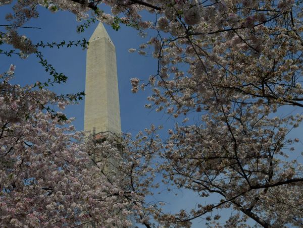 Washington Cherry Blossom - Sputnik International