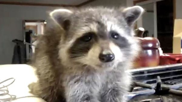 Raccoons and Their Banditry - Sputnik International