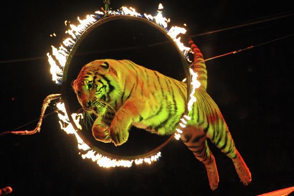 The Magic of Circus - Sputnik International