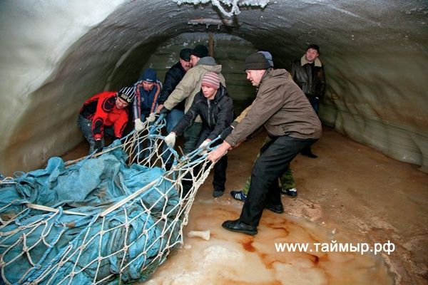 Останки мамонта Жени с Таймыра отправлены для изучения в Санкт-Петербург - Sputnik International