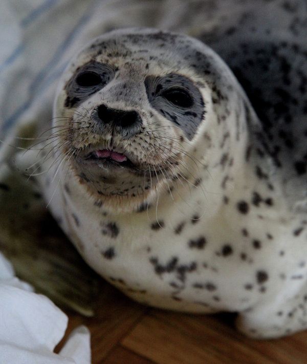 Rehabilitation Center Nurses Spotted Seals in Primorye - Sputnik International